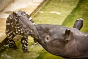 Tapir Calf takes first swim, ZSL London Zoo, London, Britain - 26 Jun 2013