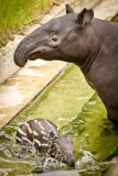 Tapir Calf takes first swim, ZSL London Zoo, London, Britain - 26 Jun 2013