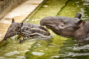 Tapir Calf takes first swim, ZSL London Zoo, London, Britain - 26 Jun 2013