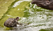 Tapir Calf takes first swim, ZSL London Zoo, London, Britain - 26 Jun 2013