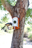 Bird photo booth allows wildlife enthusiasts to view photos of birds at close range, California, America - 27 Jun 2013