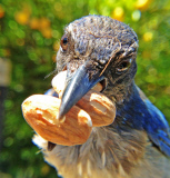 Bird photo booth allows wildlife enthusiasts to view photos of birds at close range, California, America - 27 Jun 2013