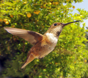 Bird photo booth allows wildlife enthusiasts to view photos of birds at close range, California, America - 27 Jun 2013