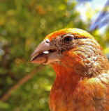 Bird photo booth allows wildlife enthusiasts to view photos of birds at close range, California, America - 27 Jun 2013