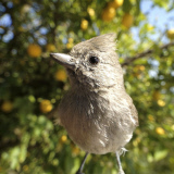 Bird photo booth allows wildlife enthusiasts to view photos of birds at close range, California, America - 27 Jun 2013