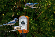 Bird photo booth allows wildlife enthusiasts to view photos of birds at close range, California, America - 27 Jun 2013