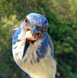 Bird photo booth allows wildlife enthusiasts to view photos of birds at close range, California, America - 27 Jun 2013