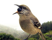 Bird photo booth allows wildlife enthusiasts to view photos of birds at close range, California, America - 27 Jun 2013