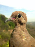 Bird photo booth allows wildlife enthusiasts to view photos of birds at close range, California, America - 27 Jun 2013