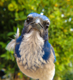 Bird photo booth allows wildlife enthusiasts to view photos of birds at close range, California, America - 27 Jun 2013