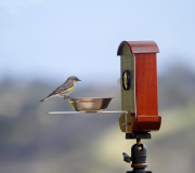 Bird photo booth allows wildlife enthusiasts to view photos of birds at close range, California, America - 27 Jun 2013