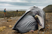 Minke Whale Washes up on Scarborough Beach, Yorkshire, Britain - 11 Jul 2013