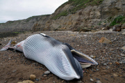 Minke Whale Washes up on Scarborough Beach, Yorkshire, Britain - 11 Jul 2013
