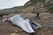 Minke Whale Washes up on Scarborough Beach, Yorkshire, Britain - 11 Jul 2013