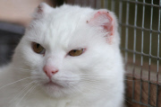 Katze Luna mussten die Ohren wegen Sonnenbrands amputiert werden
