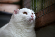 Katze Luna mussten die Ohren wegen Sonnenbrands amputiert werden