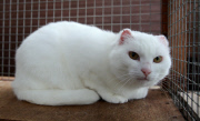Katze Luna mussten die Ohren wegen Sonnenbrands amputiert werden