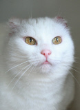 Katze Luna mussten die Ohren wegen Sonnenbrands amputiert werden