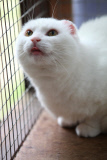 Katze Luna mussten die Ohren wegen Sonnenbrands amputiert werden