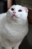 Katze Luna mussten die Ohren wegen Sonnenbrands amputiert werden