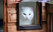 Katze Luna mussten die Ohren wegen Sonnenbrands amputiert werden
