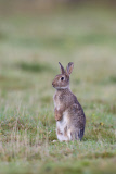 Rabbit grooming ears at Minsmere RSPB Reserve, Suffolk, Britian - 2013
