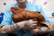 Hen Power initiative, which pairs older people in assisted living with their own chicken, Gateshead, Britain - Mar 2013