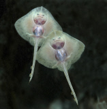 Baby Thornback rays appear to be smiling at the Sealife Centre, Great Yarmouth, Britain - 10 Jul 2013