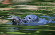 Schwimmstunde: Ein kleiner Seehund lernt im Zoo von Rhenen schwimmen
