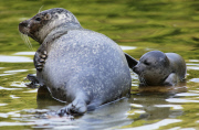 Schwimmstunde: Ein kleiner Seehund lernt im Zoo von Rhenen schwimmen