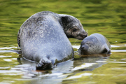 Schwimmstunde: Ein kleiner Seehund lernt im Zoo von Rhenen schwimmen