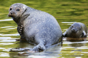 Schwimmstunde: Ein kleiner Seehund lernt im Zoo von Rhenen schwimmen