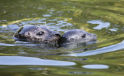Schwimmstunde: Ein kleiner Seehund lernt im Zoo von Rhenen schwimmen