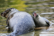 Schwimmstunde: Ein kleiner Seehund lernt im Zoo von Rhenen schwimmen