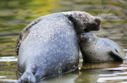 Schwimmstunde: Ein kleiner Seehund lernt im Zoo von Rhenen schwimmen