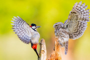 Little Owl and Great Spotted Woodpecker fight over food and territory, Worcestershire, Britain - 26 Jun 2013