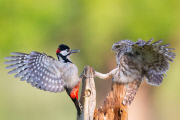 Little Owl and Great Spotted Woodpecker fight over food and territory, Worcestershire, Britain - 26 Jun 2013