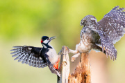 Little Owl and Great Spotted Woodpecker fight over food and territory, Worcestershire, Britain - 26 Jun 2013