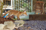 Rosie the abandoned fox cub and Maddy the dog become friends, Near Corwen, North Wales - June 2013