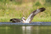 Ospreys struggles to catch large fish, Cairngorms National Park, Scotland - 12 Jul 2013