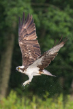 Ospreys struggles to catch large fish, Cairngorms National Park, Scotland - 12 Jul 2013