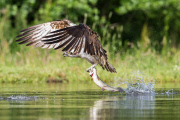 Ospreys struggles to catch large fish, Cairngorms National Park, Scotland - 12 Jul 2013