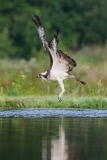 Ospreys struggles to catch large fish, Cairngorms National Park, Scotland - 12 Jul 2013