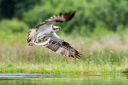 Ospreys struggles to catch large fish, Cairngorms National Park, Scotland - 12 Jul 2013