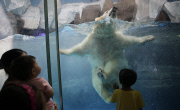 Polar Bear keeps cool