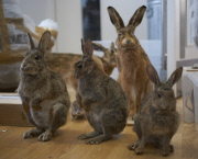London Taxidermy by Drew Gardner / eyevine
