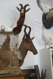 London Taxidermy by Drew Gardner / eyevine