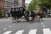 Paarden 