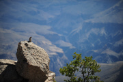 Grand Canyon, Arizona, America - 23 Jul 2013