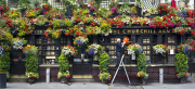 The Churchill Arms pub and its famous hanging baskets of flowers, Kensington Church St, London, Britain - 26 Jul 2013